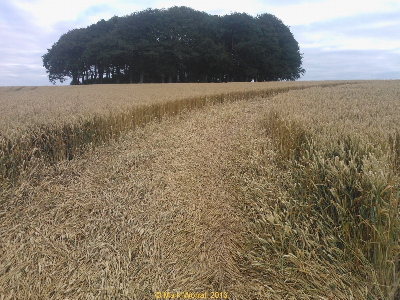 Hackpen Hill Crop Circle 10 Aug 2013