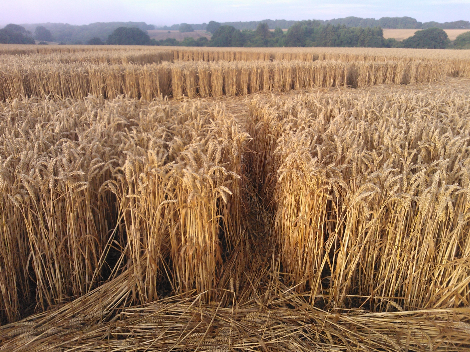 Tidcombe Crop Circle